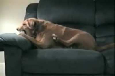 Dog thinks his leg is trying to steal his bone