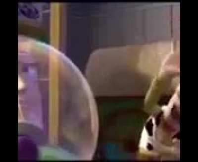 Buzz look!