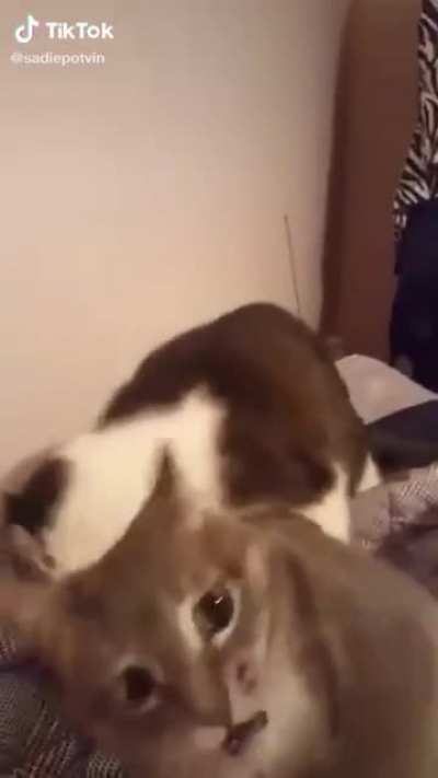 Cat bite cat bite