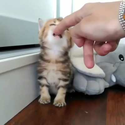 Little tiger 🧡
