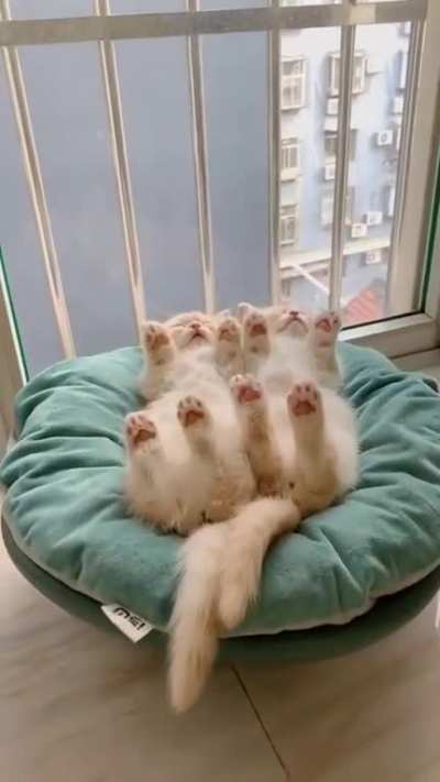 Двоичный кот