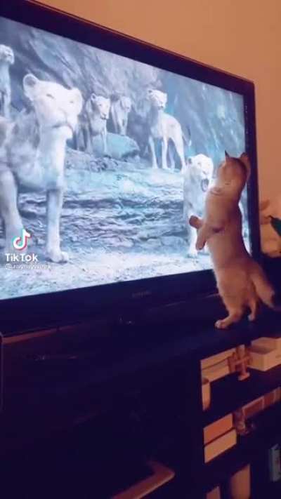 Kitty was so into the movie.