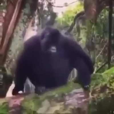 Monke no!!
