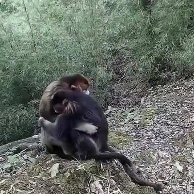 Sad monkey