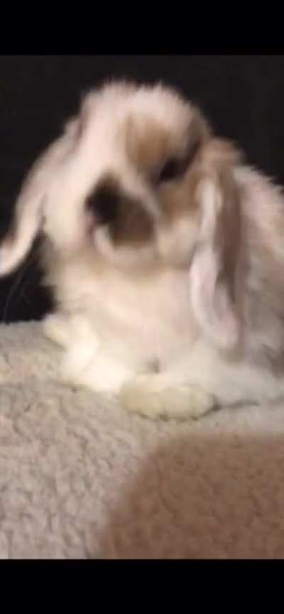 Pippin’s little tongue