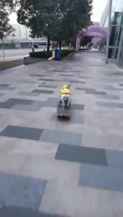 Beautiful puppy demonstrates his skills with the skateboard.