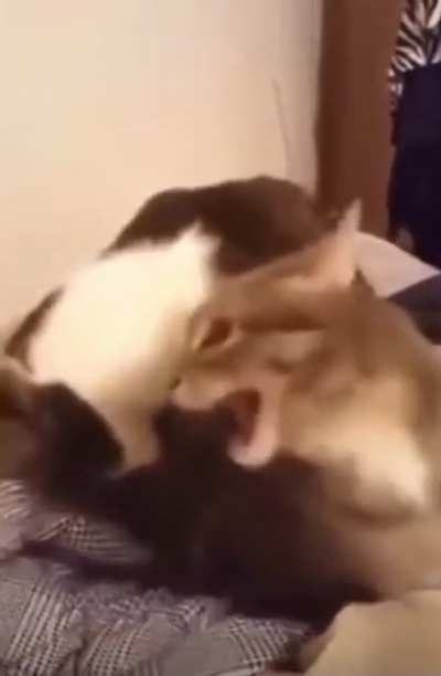 Tom and Tom
