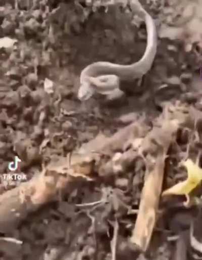 snek