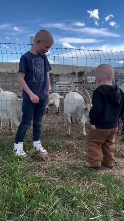 Goat life