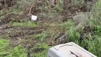 Trash Pandas Return Home!