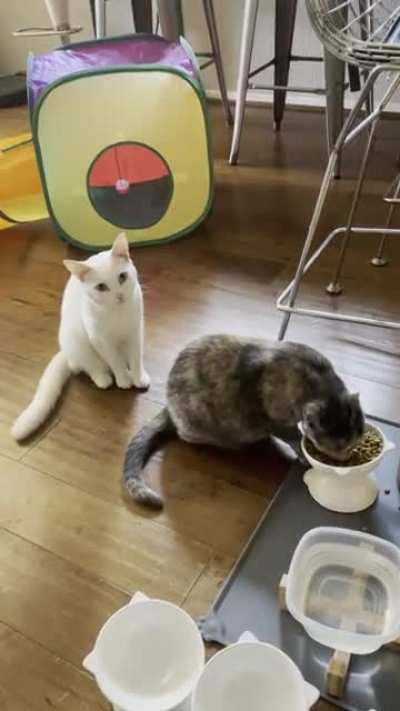 Eggs politely waiting his turn for food