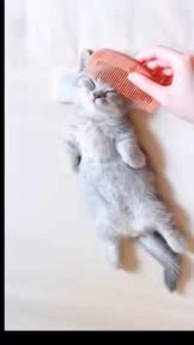 Котенок наслаждается
