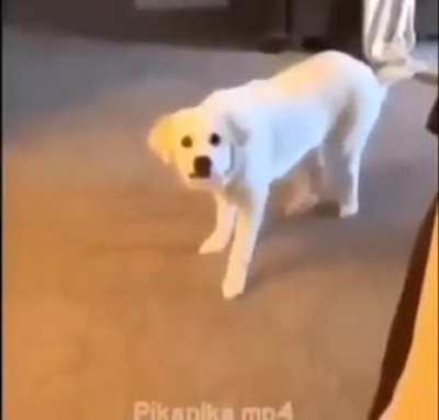 Coconut_irl