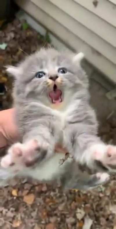 'Oh he's not happy.' *Revs Meow* 'Raa rah' Aaaaaaaaaaa!'