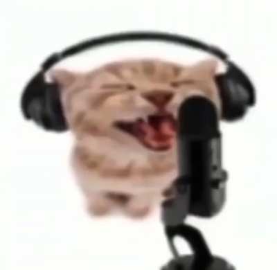 Gato trap