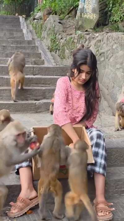A WHOLESOME SCENE WHERE A GIRL IS FEEDING APPLES TO MONKEYS !🐒