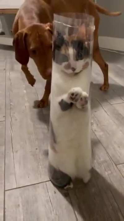 this cat is 💦