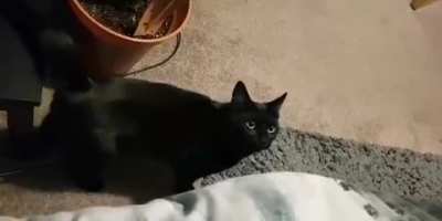 A vicious attack.