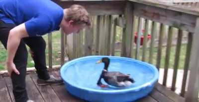 Jerry the Duck