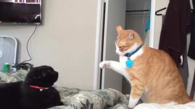 let me pet you