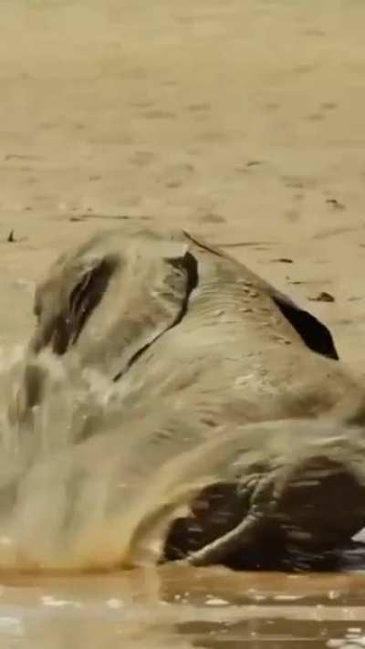 Clumsy adorable baby elephants taking first steps