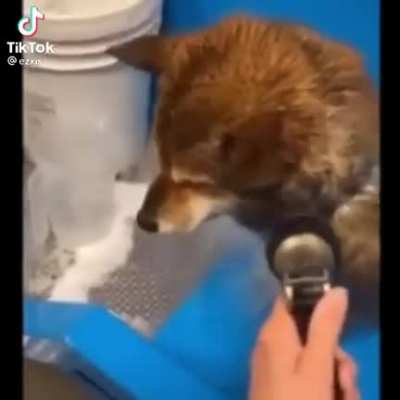 Dog Wash