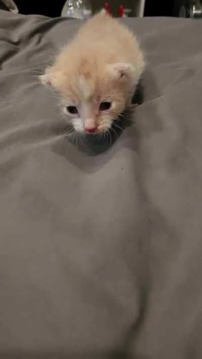 I posted about little this criminal last week when he was only a day old. Here he is today. 
