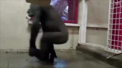 Some pre-squeeze hype for you gentlemen.