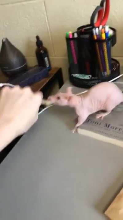 sausage thief