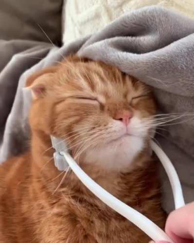 A kitty in heaven