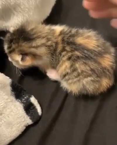 Hooman tries to pat miniature felis catus