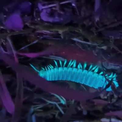 🔥 A fluorescent millipede under ultraviolet light 🔥