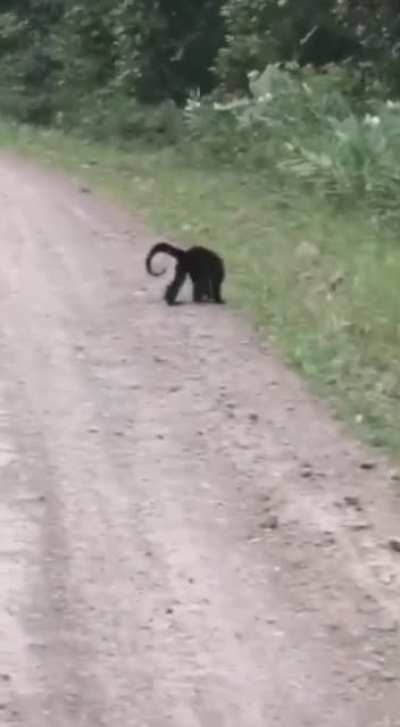 Monkey jumping from a tree