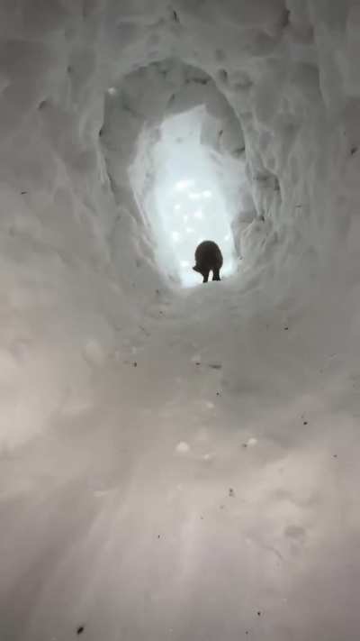 Cave cat gives a room tour