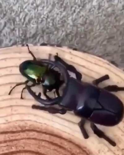 The big ROBOT bug on the right encounters the real bug