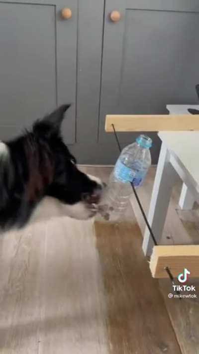 Use your paw