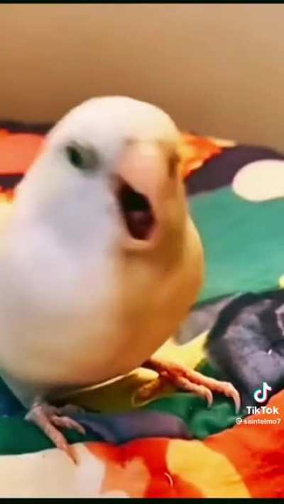 Parakeet dives head first into the pit
