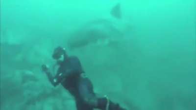 🔥 A Great White Shark appears out of nowhere and goes by very peacefully
