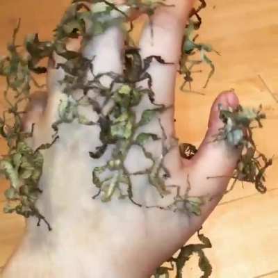 Handful of praying mantises