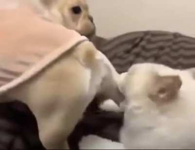 Cat gets smoked in a fight