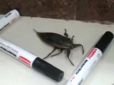 Bug