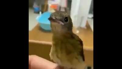 Locking bird