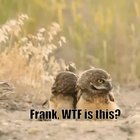 OWL FM