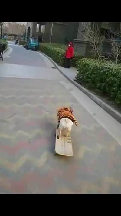 ski-boarding doggo