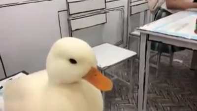 Duck