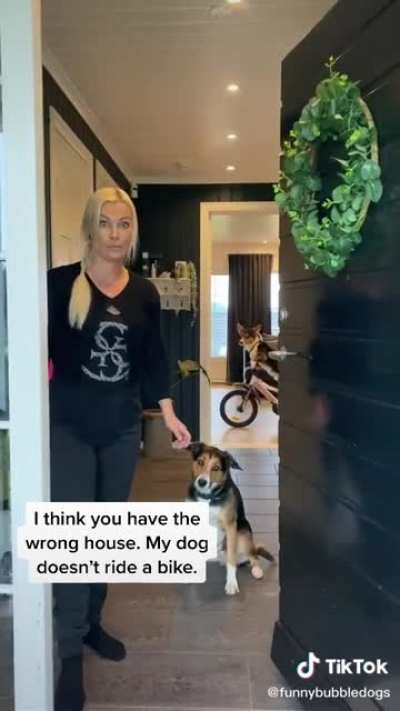 You should always keep your dogs on a leash.