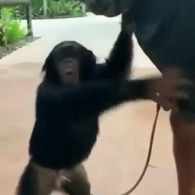 Halfway there to Friday my chimps