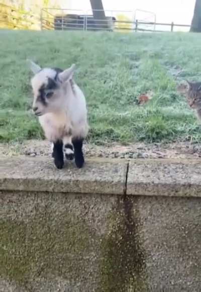 you’ve goat to be kitten me!