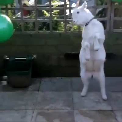 Here's a baby goat headbutting a balloon to make your day a little better!