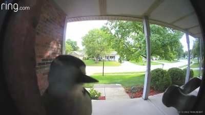 knockknockbirb